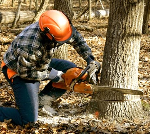 Tree Removal in Plantersville, TX